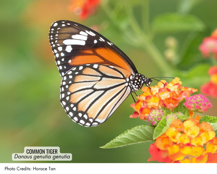 Common Tiger (Danaus genutia genutia)